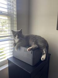 Lost Male Cat last seen Northfield & Ellington Place , Murfreesboro, TN 37129