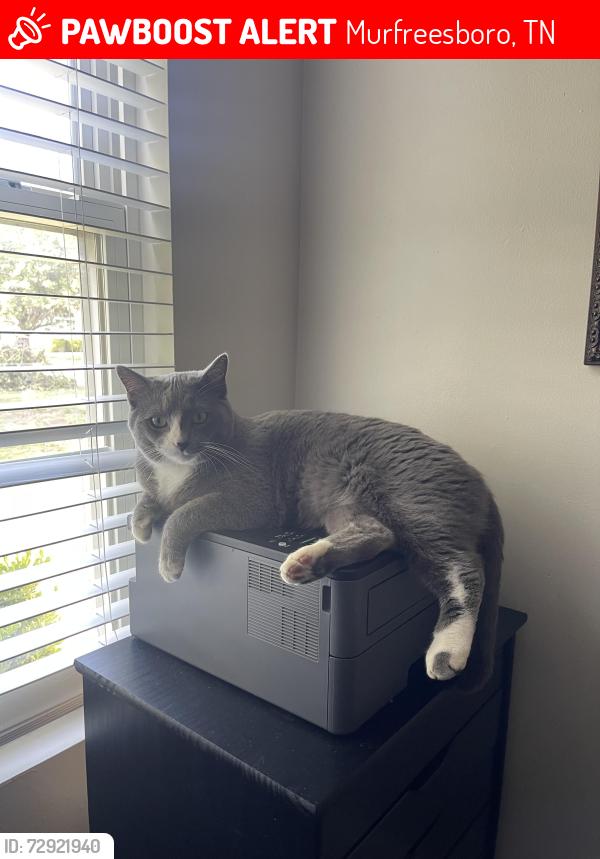 Lost Male Cat last seen Northfield & Ellington Place, Murfreesboro, TN 37129
