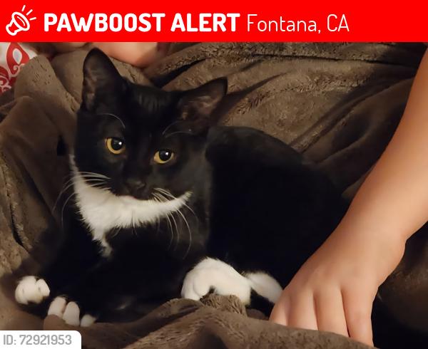 Lost Female Cat last seen Figwood Dr. & Marlay Ave. Fontana, CA 92337, Fontana, CA 92337