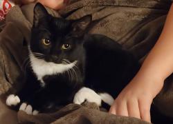 Lost Female Cat last seen Figwood Dr. & Marlay Ave. Fontana, CA 92337, Fontana, CA 92337