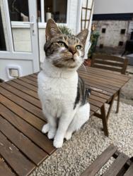 Reunited Female Cat last seen Middle Meadow Ave, Quinton, Birmingham B32, UK, Quinton, England B32