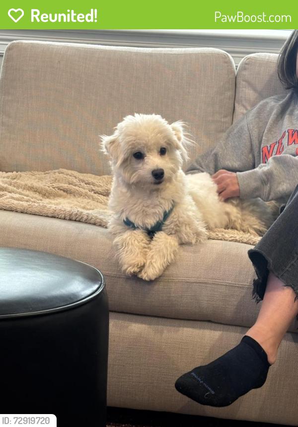 Reunited Male Dog last seen Fairfield and Watchung and Montclair Ave. , Montclair, NJ 07042