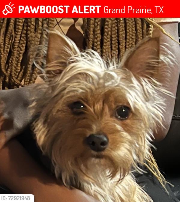 Lost Female Dog last seen Waterford or Crestview, Grand Prairie, TX 75052