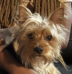 Lost Female Dog last seen Waterford or Crestview, Grand Prairie, TX 75052