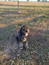 Lost Female Dog last seen Alexander park , Cuero, TX 77954