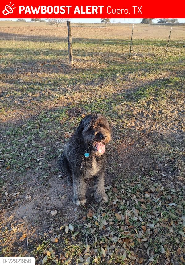 Lost Female Dog last seen Alexander park , Cuero, TX 77954
