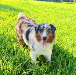 Reunited Male Dog last seen Norhill, Houston, TX 77009