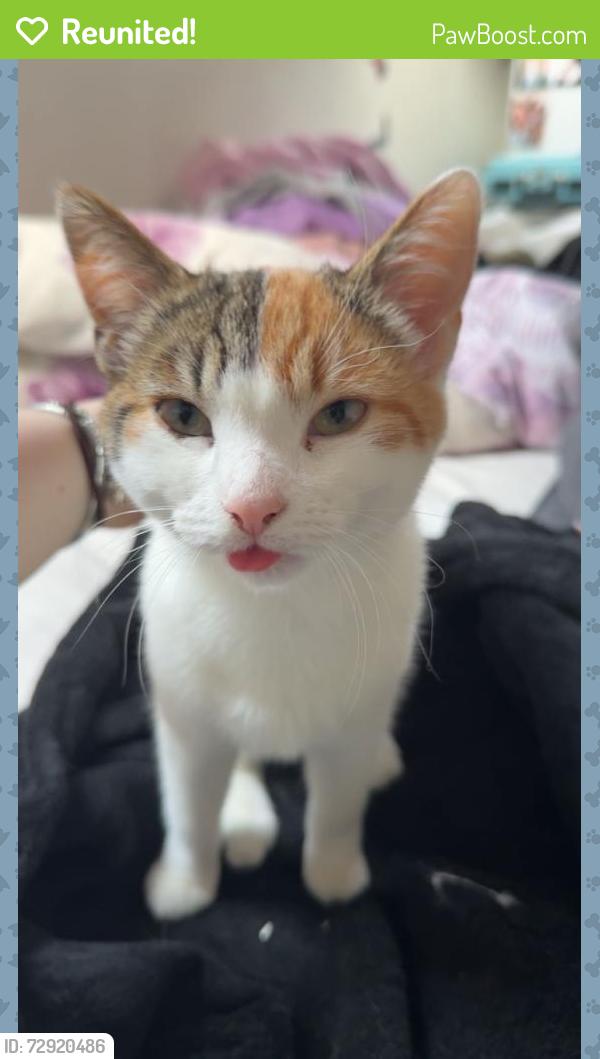 Reunited Female Cat last seen Skippers Lane, Redcar and Cleveland, England TS6 0HY