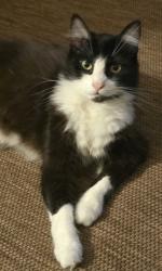 Reunited Male Cat last seen Alcazar, Irvine, CA 92614