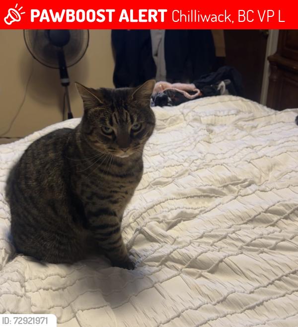 Lost Female Cat last seen Portage Ave., Chilliwack, BC V2P 5L6