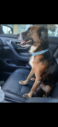 Reunited Female Dog last seen Near bluebird ct, Titusville, FL 32780