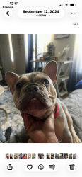 Reunited Male Dog last seen Abbie Trails Subdivision, C Winchester OH 43110, Canal Winchester, OH 43110