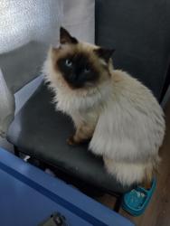 Lost Male Cat last seen Charles , Racine, WI 53402