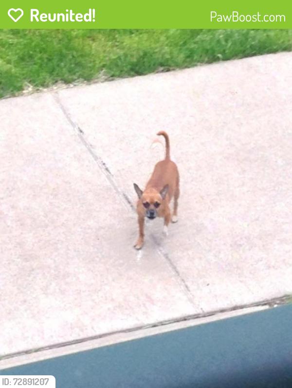 Reunited Male Dog last seen West McNichols, Detroit, MI 48226