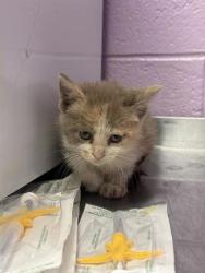 Shelter Stray Female Cat last seen El Paso, TX 79904, Fort Bliss, TX 79906