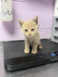 Shelter Stray Male Cat last seen El Paso, TX 79904, Fort Bliss, TX 79906
