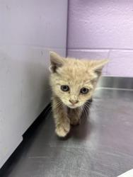 Shelter Stray Male Cat last seen El Paso, TX 79904, Fort Bliss, TX 79906