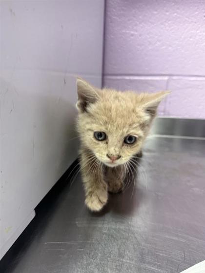 Shelter Stray Male Cat last seen El Paso, TX 79904, Fort Bliss, TX 79906