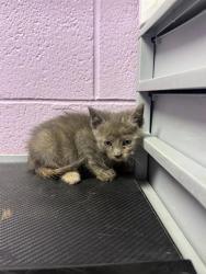 Shelter Stray Female Cat last seen El Paso, TX 79904, Fort Bliss, TX 79906