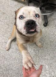 Shelter Stray Male Dog last seen Gladstone Blvd & N White Ave, 64120, 64120, MO, Kansas City, MO 64132