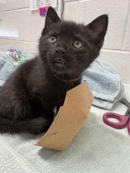 Shelter Stray Female Cat last seen Under her porch, 21215, MD, Baltimore, MD 21230
