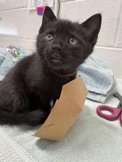 Shelter Stray Female Cat last seen Under her porch, 21215, MD, Baltimore, MD 21230
