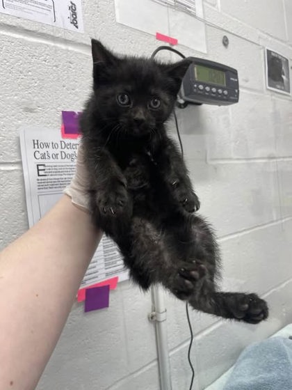 Shelter Stray Female Cat last seen Under her porch, 21215, MD, Baltimore, MD 21230