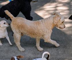 Reunited Male Dog last seen NE 103rd Place & Fargo, Portland, OR 97220