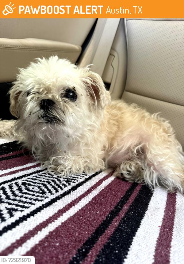 Found/Stray Female Dog last seen Keepsake Drive and Brook Circle 78745, Austin, TX 78745