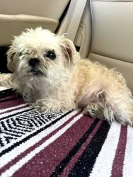 Found/Stray Female Dog last seen Keepsake Drive and Brook Circle 78745, Austin, TX 78745