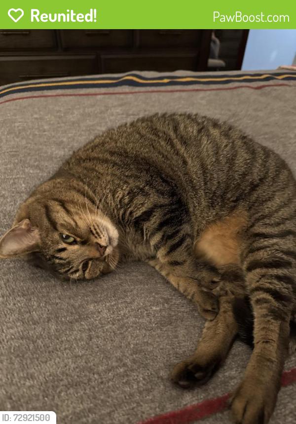 Reunited Male Cat last seen Near Rosalind Lane Oldsmar 34677, Oldsmar, FL 34677