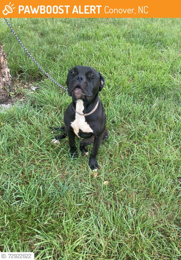 Found/Stray Unknown Dog last seen Conover NC, Conover, NC 28613