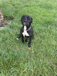 Found/Stray Unknown Dog last seen Conover NC, Conover, NC 28613