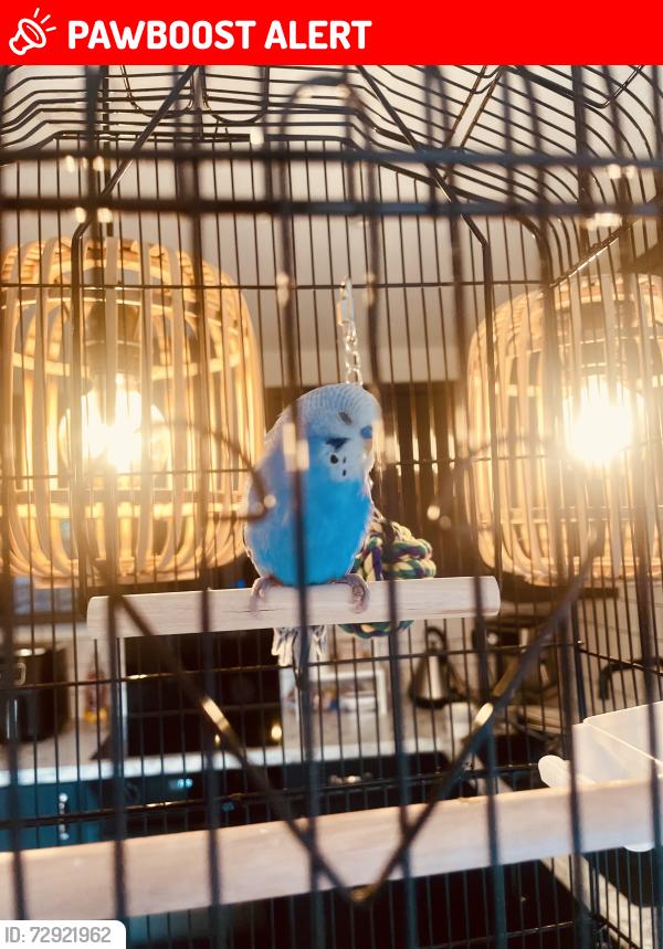 Lost Male Bird last seen Cannock chase, Staffordshire, England WS15