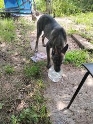Lost Male Dog last seen Crosstimbers, Booker t Washington high school, Houston, TX 77018