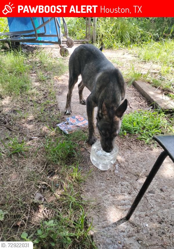 Lost Male Dog last seen Crosstimbers, Booker t Washington high school, Houston, TX 77018