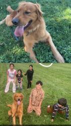 Lost Male Dog last seen Delahye Cir, Sacramento, CA 95828
