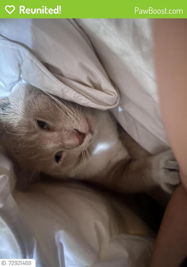 Reunited Male Cat last seen Near Meadow Wood Ave, Lakewood, CA 90712, USA, Lakewood, CA 90712