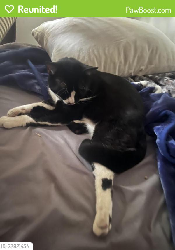 Reunited Male Cat last seen Near Meadow Wood Ave, Lakewood, CA 90712, USA, Lakewood, CA 90712