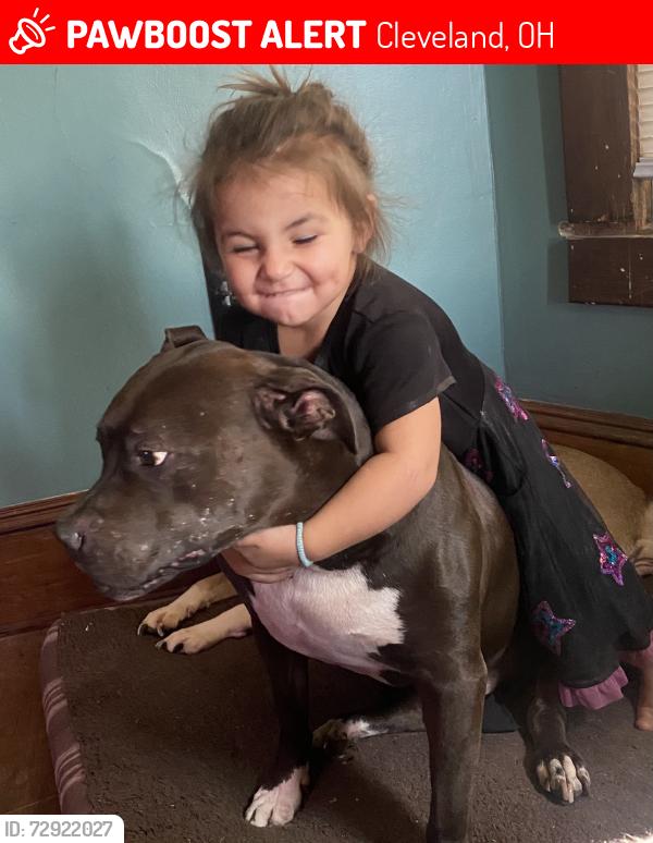 Lost Male Dog last seen Clark and West 73rd, Cleveland, OH 44102