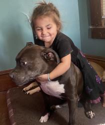 Lost Male Dog last seen Clark and West 73rd, Cleveland, OH 44102