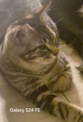 Lost Male Cat last seen Rumball , Greater Sudbury, ON 
