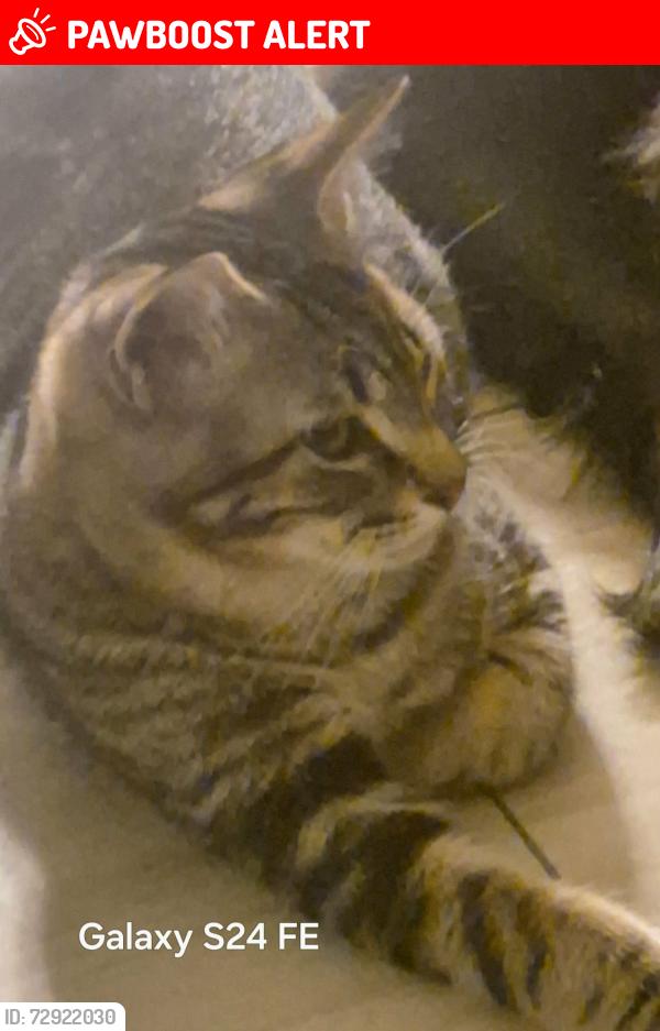 Lost Male Cat last seen Rumball , Greater Sudbury, ON 