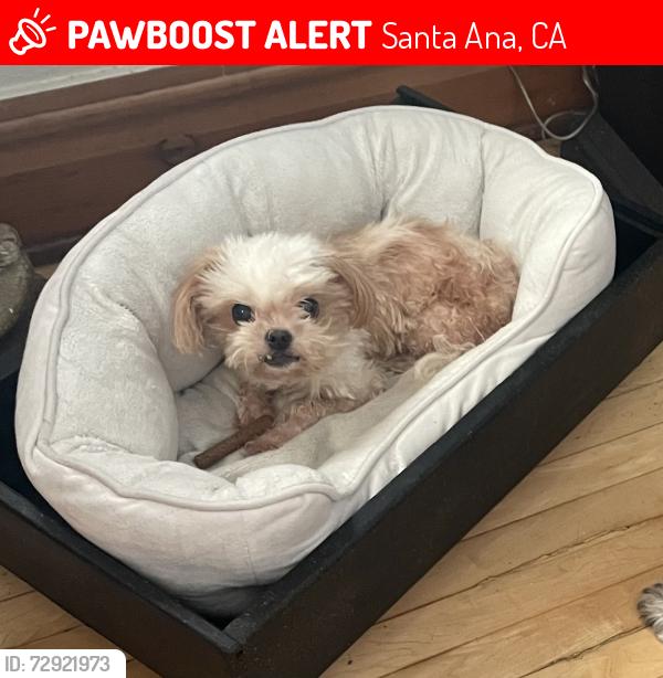 Lost Male Dog last seen Broadway and Pine, Santa Ana, CA 92701