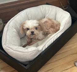 Lost Male Dog last seen Broadway and Pine, Santa Ana, CA 92701