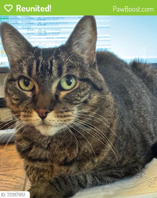 Reunited Female Cat last seen Whitney Boulevard and Argonaut , Rocklin, CA 95677