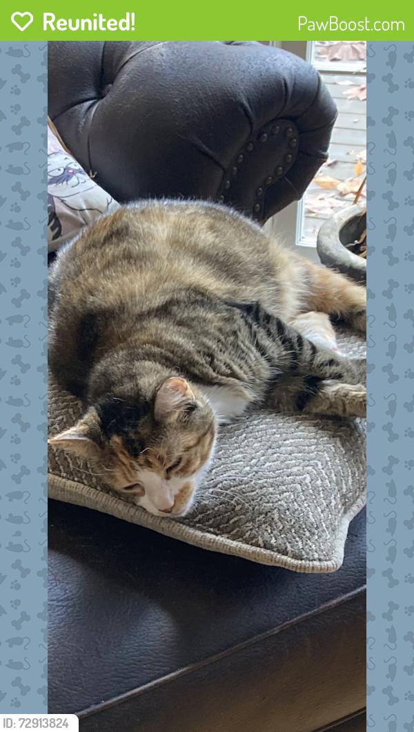Reunited Female Cat last seen Kennesaw Due West Road, Kennesaw, GA 30152