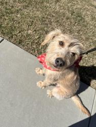 Reunited Male Dog last seen Hwy 36, Barnesville, GA 30204