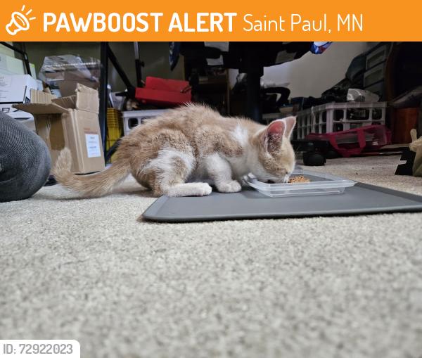 Found/Stray Female Cat last seen Dayton & Avon, Saint Paul, MN 55104