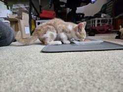 Found/Stray Female Cat last seen Dayton & Avon, Saint Paul, MN 55104
